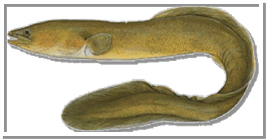 Gewone Swartpaling (Geelbek paling)